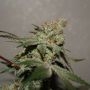 Chemonade Regular by True Canna Genetics THC Content Potency Strength CBD Height Yield Flowering Time Indica Sativa Genetics