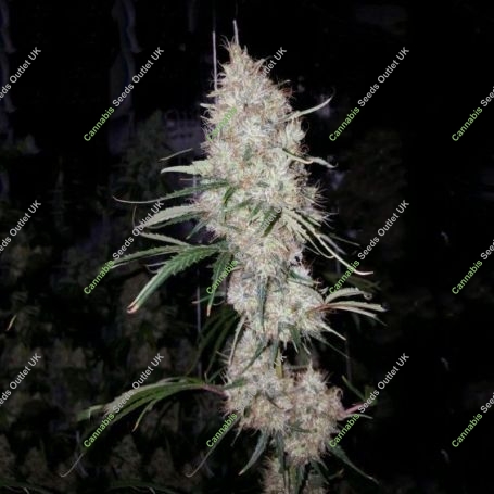 Britney Regular Marijuana Strain by True Canna Genetics For Sale Online at Cannabis Seeds Outlet