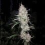 Britney Regular Marijuana Strain by True Canna Genetics For Sale Online at Cannabis Seeds Outlet