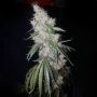 True Canna Genetics Britney Smoke Buds Weed Ganja Skunk Dope Pot Images Pics Nuggets