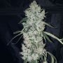 Britney Regular by True Canna Genetics THC Content Potency Strength CBD Height Yield Flowering Time Indica Sativa Genetics