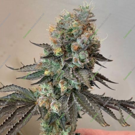 Cheddar Valley Regular Marijuana Strain by True Canna Genetics For Sale Online at Cannabis Seeds Outlet