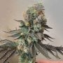 Cheddar Valley Regular Marijuana Strain by True Canna Genetics For Sale Online at Cannabis Seeds Outlet