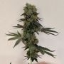 True Canna Genetics Cheddar Valley Smoke Buds Weed Ganja Skunk Dope Pot Images Pics Nuggets