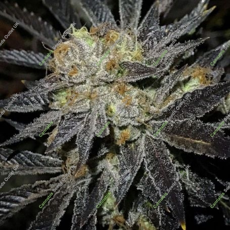 Cookie Fever Regular Marijuana Strain by True Canna Genetics For Sale Online at Cannabis Seeds Outlet