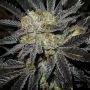 Cookie Fever Regular Marijuana Strain by True Canna Genetics For Sale Online at Cannabis Seeds Outlet