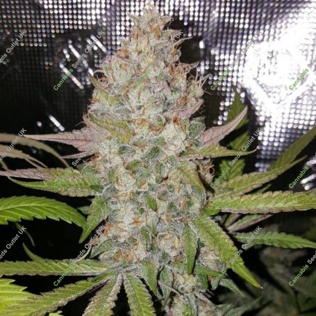 Exodus Valley Regular Marijuana Strain by True Canna Genetics For Sale Online at Cannabis Seeds Outlet