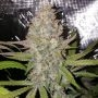 Exodus Valley Regular Marijuana Strain by True Canna Genetics For Sale Online at Cannabis Seeds Outlet