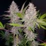 True Canna Genetics Exodus Valley Smoke Buds Weed Ganja Skunk Dope Pot Images Pics Nuggets