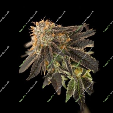 Pink Cookie Bliss Regular Marijuana Strain by True Canna Genetics For Sale Online at Cannabis Seeds Outlet