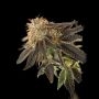 Pink Cookie Bliss Regular Marijuana Strain by True Canna Genetics For Sale Online at Cannabis Seeds Outlet