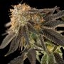 True Canna Genetics Pink Cookie Bliss Smoke Buds Weed Ganja Skunk Dope Pot Images Pics Nuggets