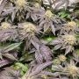 Pink Cookie Bliss Regular by True Canna Genetics THC Content Potency Strength CBD Height Yield Flowering Time Indica Sativa Gene