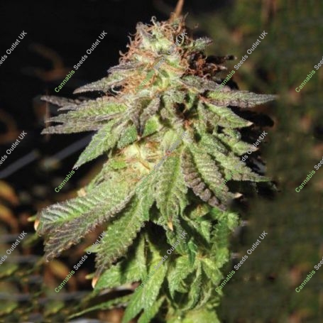 Rainbow Valley Regular Marijuana Strain by True Canna Genetics For Sale Online at Cannabis Seeds Outlet