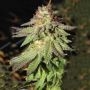 Rainbow Valley Regular Marijuana Strain by True Canna Genetics For Sale Online at Cannabis Seeds Outlet
