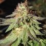 True Canna Genetics Rainbow Valley Smoke Buds Weed Ganja Skunk Dope Pot Images Pics Nuggets