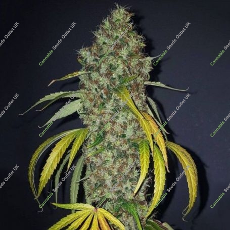 True Love Regular Marijuana Strain by True Canna Genetics For Sale Online at Cannabis Seeds Outlet