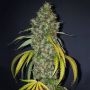 True Love Regular Marijuana Strain by True Canna Genetics For Sale Online at Cannabis Seeds Outlet