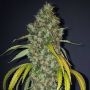 True Canna Genetics True Love Smoke Buds Weed Ganja Skunk Dope Pot Images Pics Nuggets