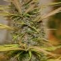 True Love Regular by True Canna Genetics THC Content Potency Strength CBD Height Yield Flowering Time Indica Sativa Genetics