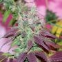 Violet Cookies Regular Marijuana Strain by True Canna Genetics For Sale Online at Cannabis Seeds Outlet