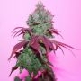 True Canna Genetics Violet Cookies Smoke Buds Weed Ganja Skunk Dope Pot Images Pics Nuggets