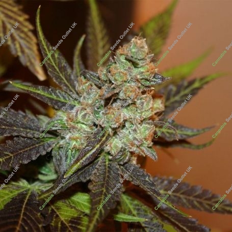 Citrus Valley Regular Marijuana Strain by True Canna Genetics For Sale Online at Cannabis Seeds Outlet