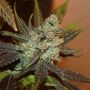 Citrus Valley Regular Marijuana Strain by True Canna Genetics For Sale Online at Cannabis Seeds Outlet