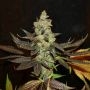 True Canna Genetics Citrus Valley Smoke Buds Weed Ganja Skunk Dope Pot Images Pics Nuggets