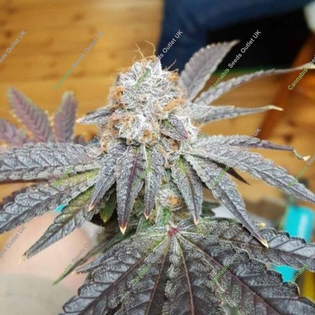 Crimson Cookies Regular Marijuana Strain by True Canna Genetics For Sale Online at Cannabis Seeds Outlet