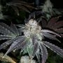 True Canna Genetics Crimson Cookies Smoke Buds Weed Ganja Skunk Dope Pot Images Pics Nuggets