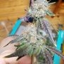 Crimson Cookies Regular by True Canna Genetics THC Content Potency Strength CBD Height Yield Flowering Time Indica Sativa Geneti
