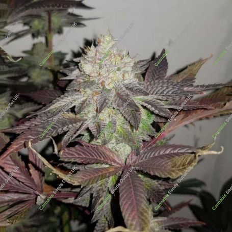 True Doh Regular Marijuana Strain by True Canna Genetics For Sale Online at Cannabis Seeds Outlet