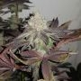 True Doh Regular Marijuana Strain by True Canna Genetics For Sale Online at Cannabis Seeds Outlet
