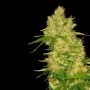 True Canna Genetics True Doh Smoke Buds Weed Ganja Skunk Dope Pot Images Pics Nuggets