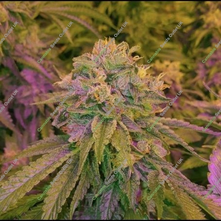 Tora Bora Cookies Regular Marijuana Strain by True Canna Genetics For Sale Online at Cannabis Seeds Outlet
