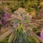 Tora Bora Cookies Regular Marijuana Strain by True Canna Genetics For Sale Online at Cannabis Seeds Outlet