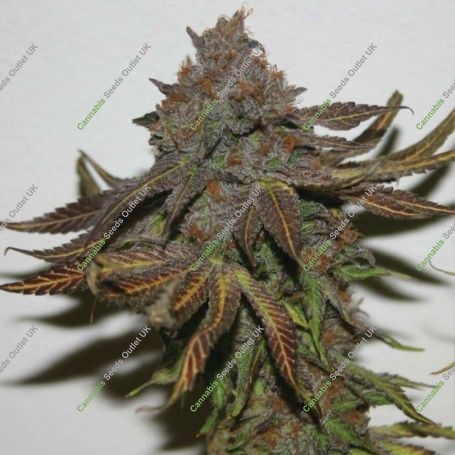 Terpzookie Regular Marijuana Strain by True Canna Genetics For Sale Online at Cannabis Seeds Outlet