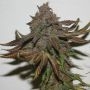 Terpzookie Regular Marijuana Strain by True Canna Genetics For Sale Online at Cannabis Seeds Outlet