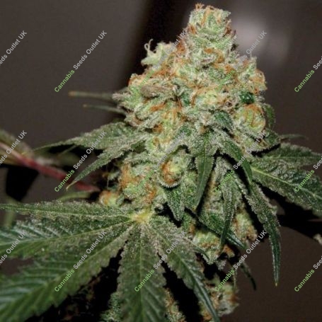 Chemonade V2 Regular Marijuana Strain by True Canna Genetics For Sale Online at Cannabis Seeds Outlet