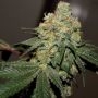 Chemonade V2 Regular Marijuana Strain by True Canna Genetics For Sale Online at Cannabis Seeds Outlet