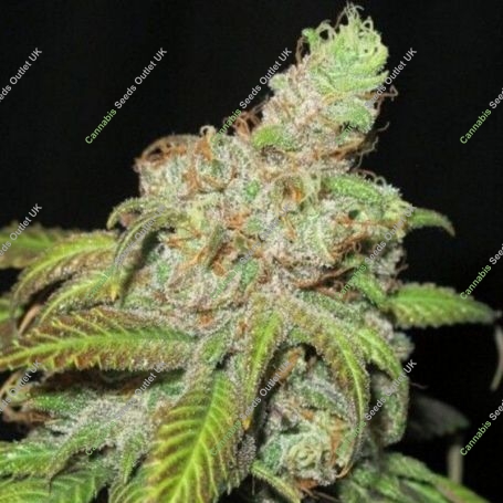Ultra Grapefruit Regular Marijuana Strain by Ultra Genetics For Sale Online at Cannabis Seeds Outlet