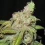 Ultra Grapefruit Regular Marijuana Strain by Ultra Genetics For Sale Online at Cannabis Seeds Outlet