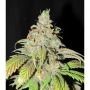 Ultra Genetics Ultra Grapefruit Smoke Buds Weed Ganja Skunk Dope Pot Images Pics Nuggets