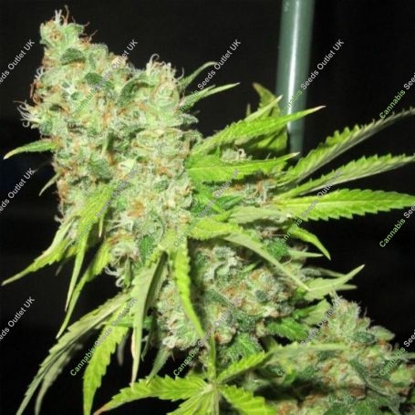 TEC 9 Regular Marijuana Strain by Ultra Genetics For Sale Online at Cannabis Seeds Outlet