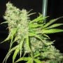 TEC 9 Regular Marijuana Strain by Ultra Genetics For Sale Online at Cannabis Seeds Outlet