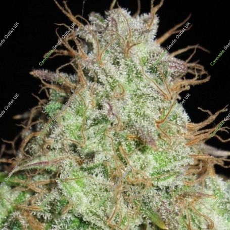 Cookie Balboa Regular Marijuana Strain by Ultra Genetics For Sale Online at Cannabis Seeds Outlet