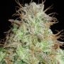 Cookie Balboa Regular Marijuana Strain by Ultra Genetics For Sale Online at Cannabis Seeds Outlet