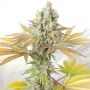 Ultra Genetics Cookie Balboa Smoke Buds Weed Ganja Skunk Dope Pot Images Pics Nuggets
