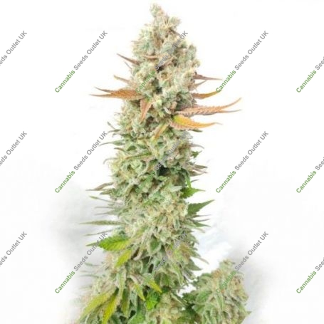 Sour Grape Widow Feminized Marijuana Strain by Ultra Genetics For Sale Online at Cannabis Seeds Outlet